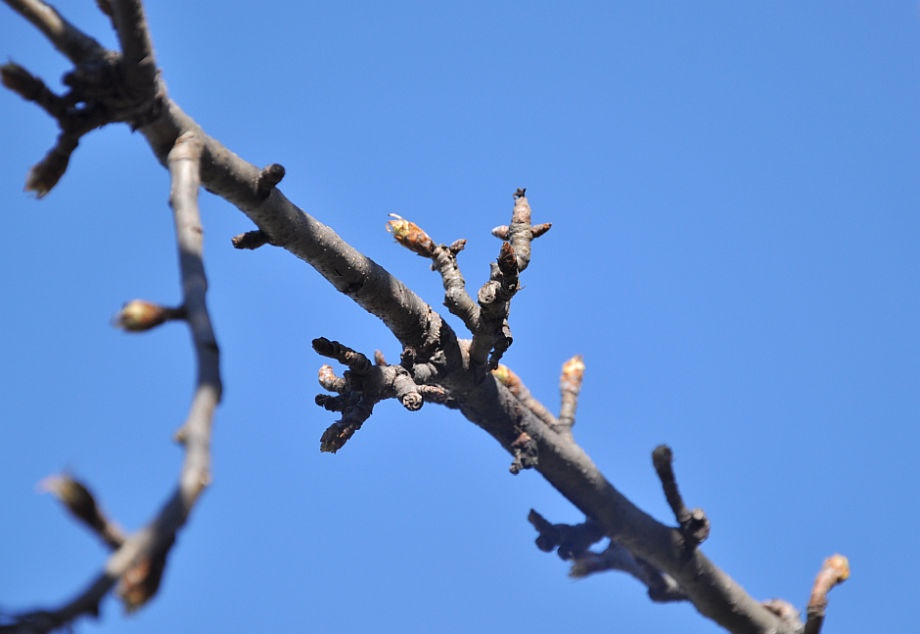 korte_metszes_termobog korte_metszes_termobog