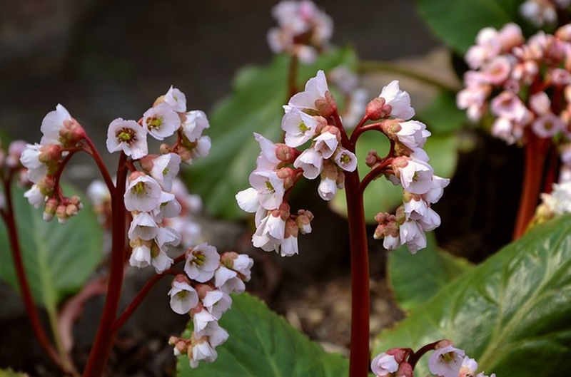 marciusi_virag_borlevel_bergenia