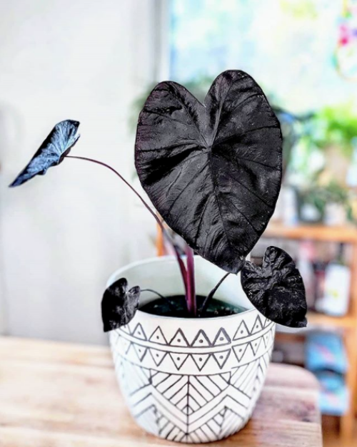 fekete_levelu_szobanoveny_colocasia fekete_levelu_szobanoveny_colocasia