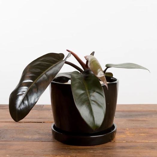 filodendron_fekete filodendron_fekete