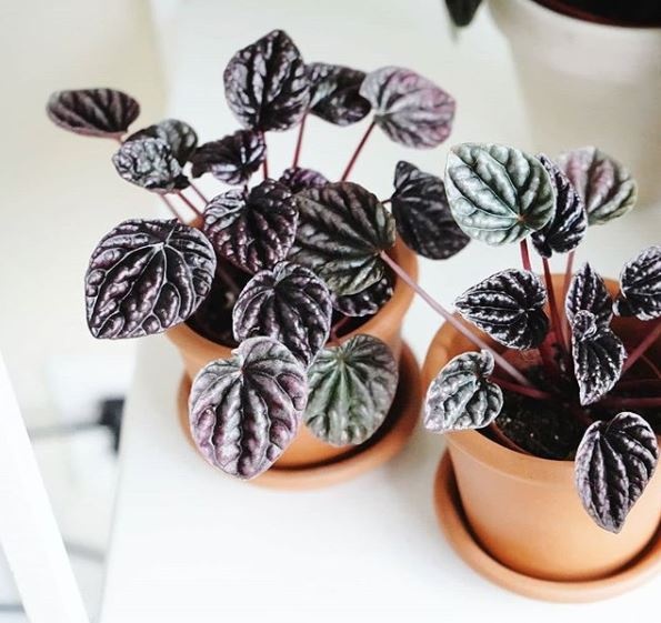 peperomia_fekete_szobanoveny peperomia_fekete_szobanoveny