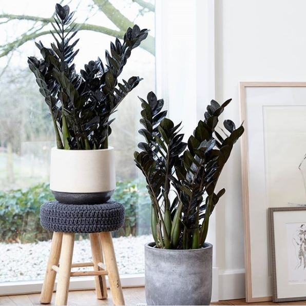 zemioculcas_fekete_szobanoveny zemioculcas_fekete_szobanoveny