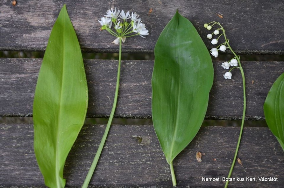 medvehagyma_vagy_gyongyvirag medvehagyma_vagy_gyongyvirag