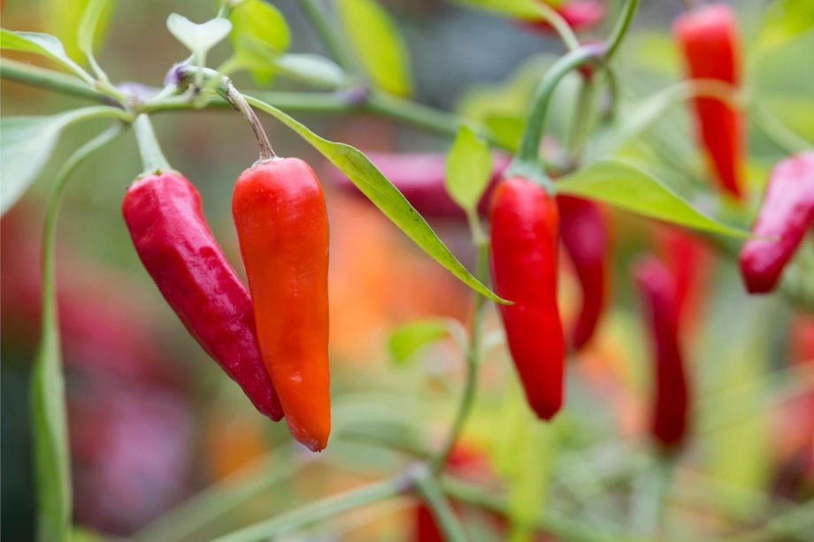 paprika_teraszon paprika_teraszon