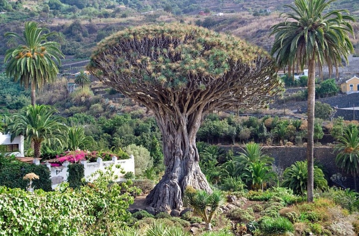 legoregebb_sarkanyfa_dracaena legoregebb_sarkanyfa_dracaena