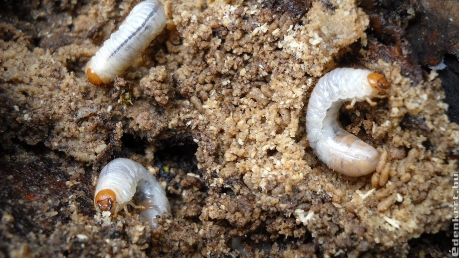 Sokuk túléli a telet: rovarirtó szerek a talajlakó rovarok ellen