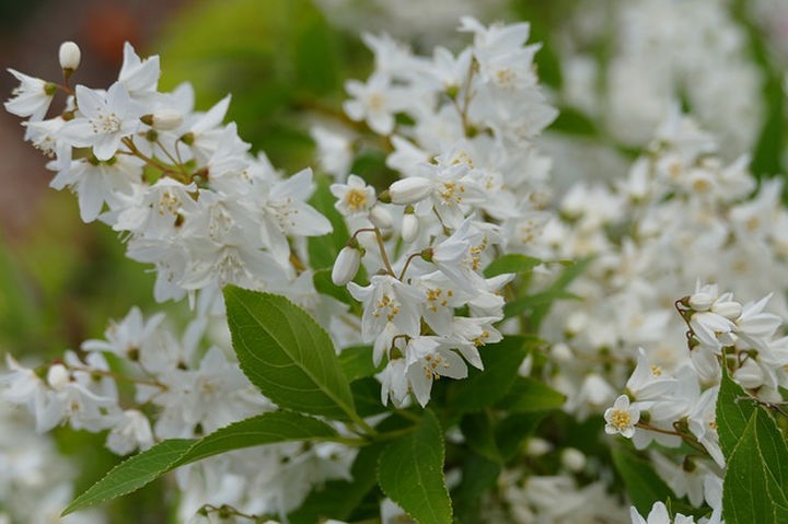 gyongyviragcserje_deutzia