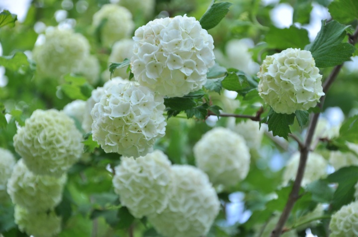 labdarozsa_viburnum_opulus