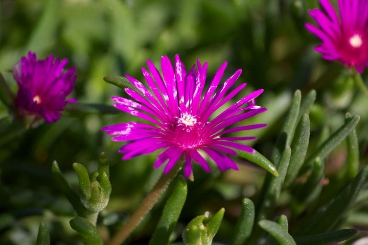 delosperma delosperma