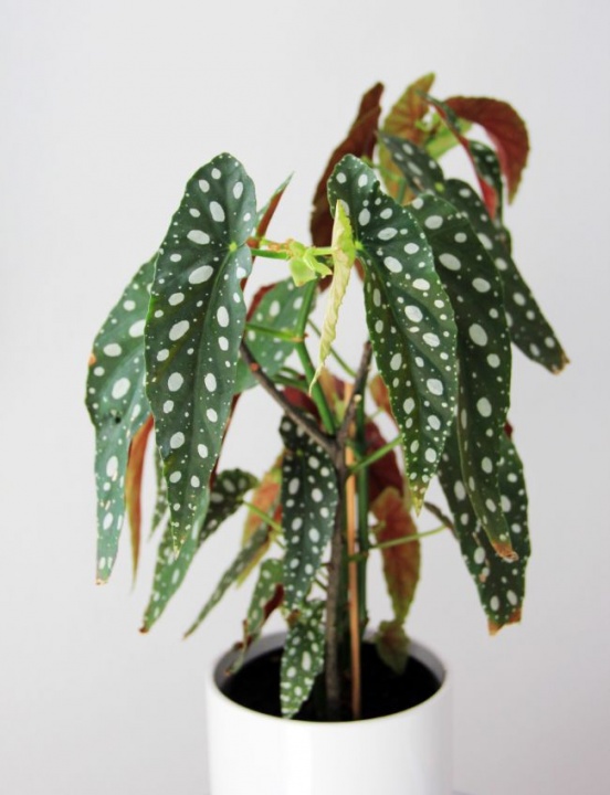 pottyos_begonia_gondozasa