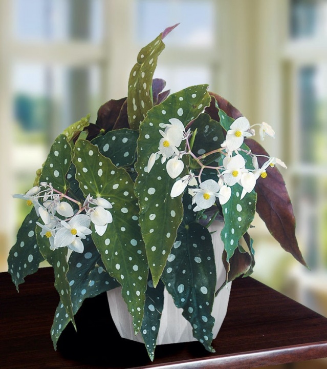 pottyos_begonia_viraga