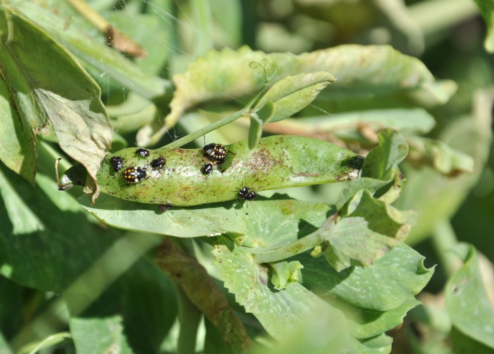 vandorpoloska_larva_borson