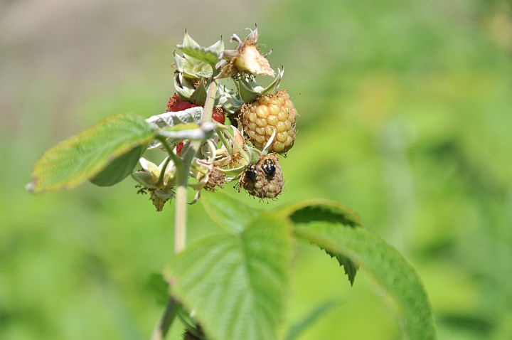 zold_vandorpolodka_larva_malnan