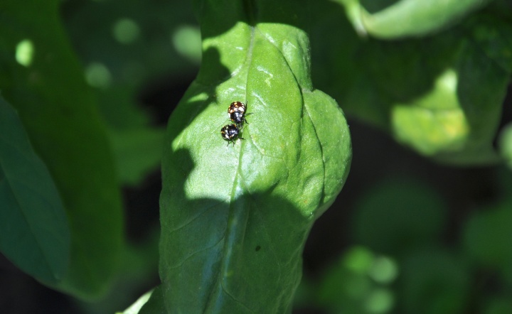 zold_vandorpolodka_larva_spenoton