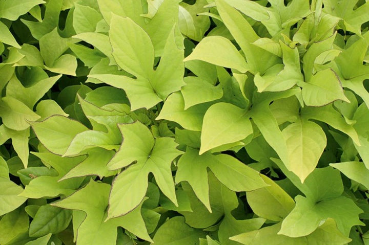 batata_ipomea_egynyari_virag_zold