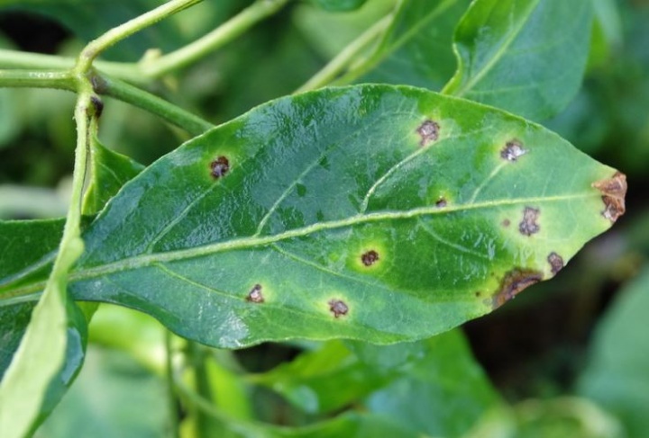 paprika_bakteriumos_levelfoltossag_xanthomonas paprika_bakteriumos_levelfoltossag_xanthomonas