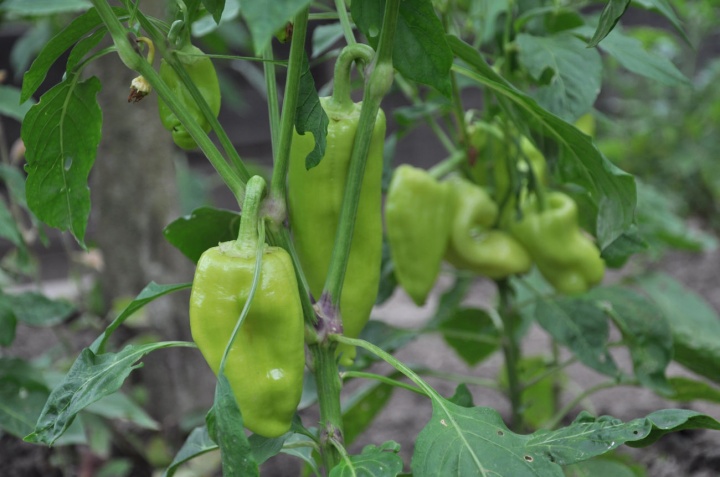 Akut paprika és prosztatitis