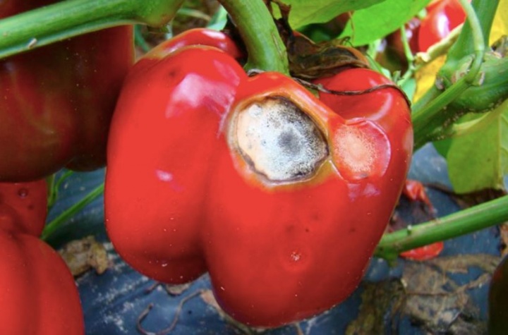 paprika_bogyofoltossag paprika_bogyofoltossag