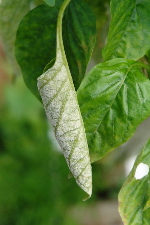 paprika_lisztharmat paprika_lisztharmat