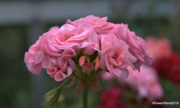 muskatli_antik_rose muskatli_antik_rose