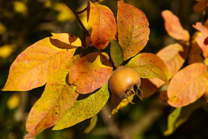 naspolya_mespilus_szuret