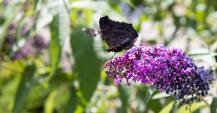 nyari_orgona_buddleja