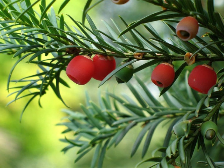 tiszafa_taxus