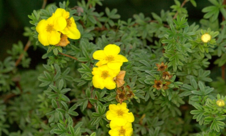 cserjes_pimpo_potentilla_fruticosa