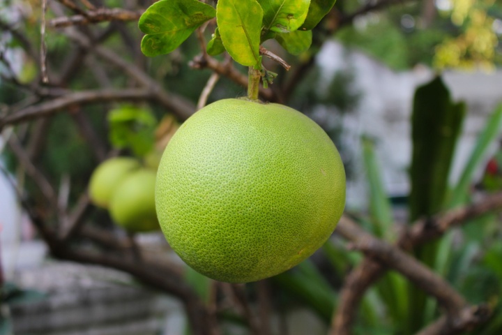 pomelo-1900795_1920