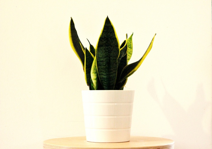 sansevieria-2582056_1920