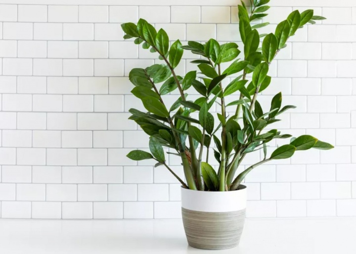 zzplant zzplant