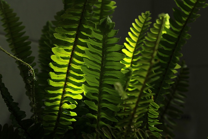 boston-fern-5114413_1920