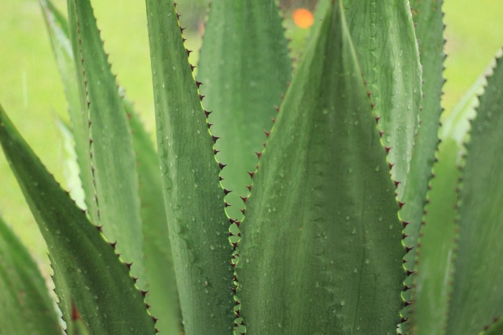 agave-2223643_1920