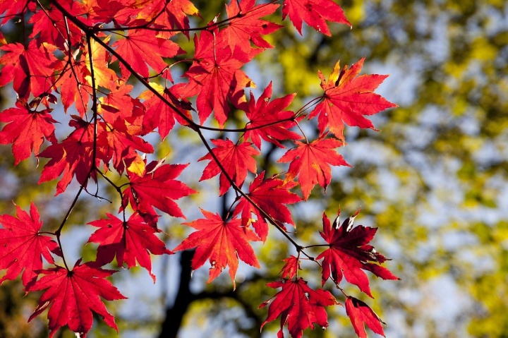 autumn-leaves-2789234_1280