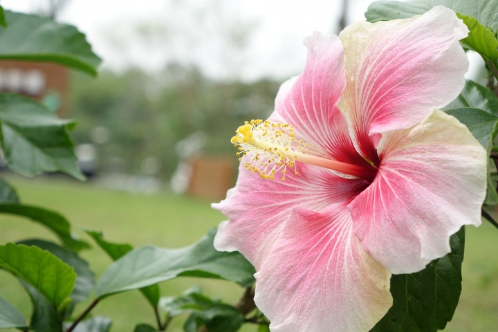 hibiscus-1583078_1920