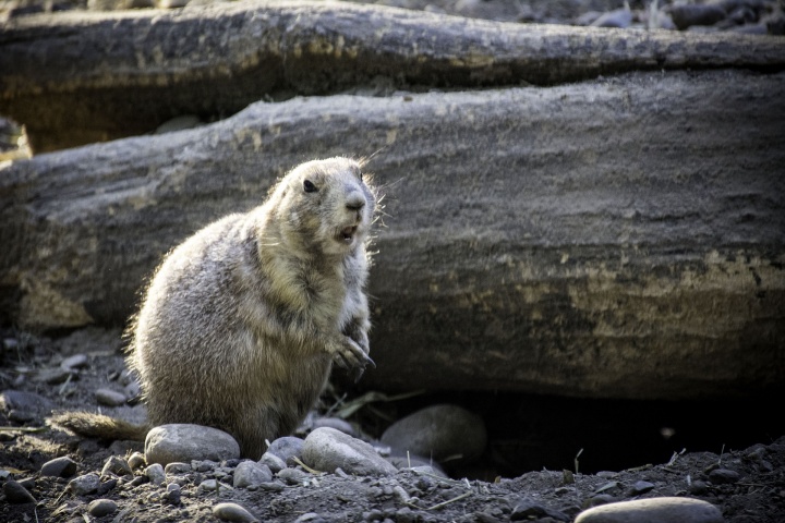 groundhog-4814471_1920