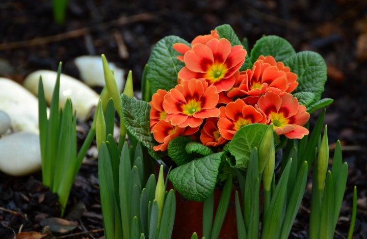 primroses-1243906_1920