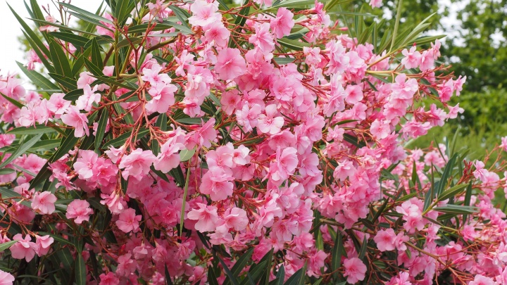 oleander-1521525_1920