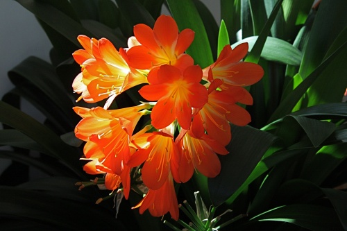 clivia-848217_1920_01