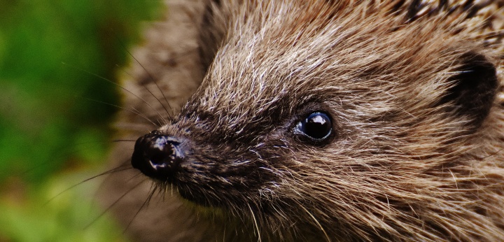 hedgehog-child-1759465_1920