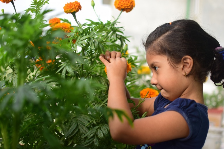 flower-3450545_1920 flower-3450545_1920