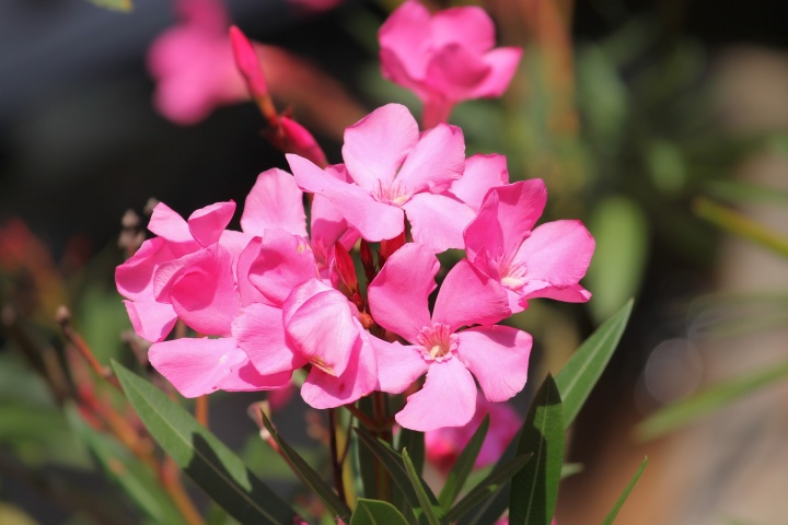 oleander-3628794_1920