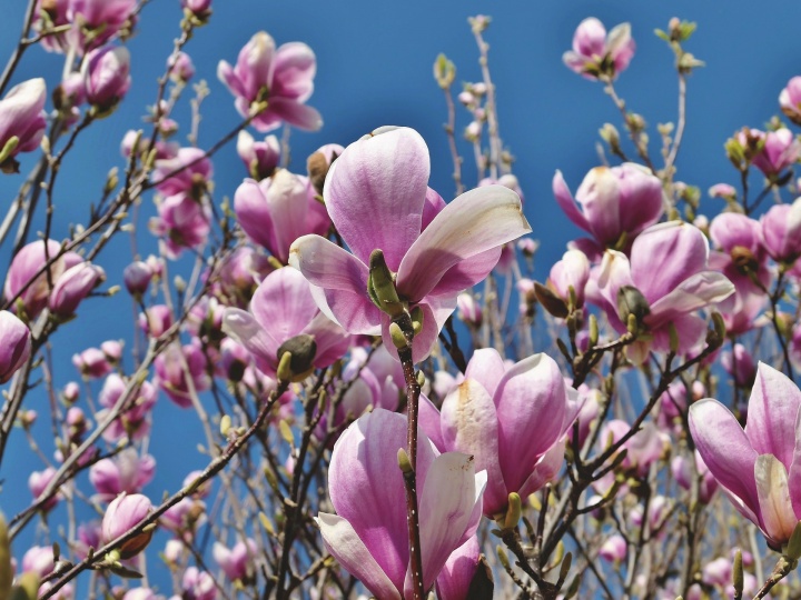 magnolia-4093988_1920