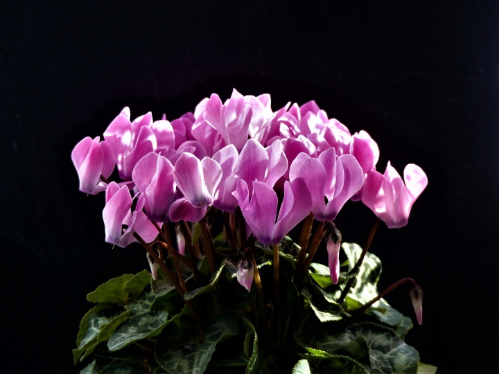 cyclamen-5219065_1920