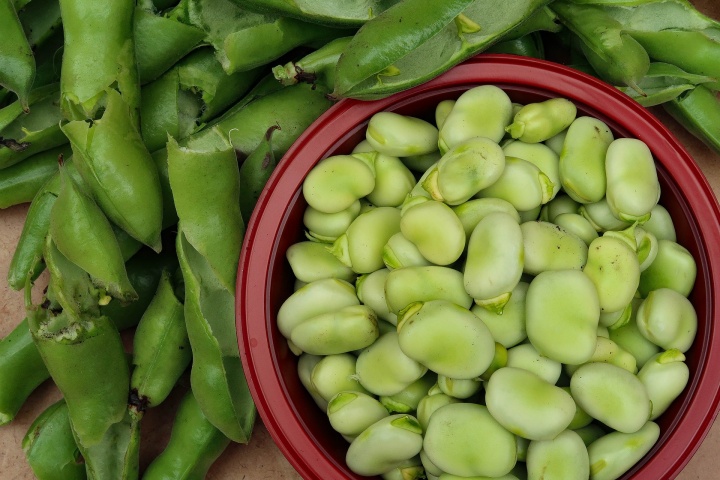 broad-beans-5479434_1920