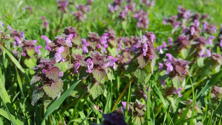 lamium-purpureum-2205610_1920