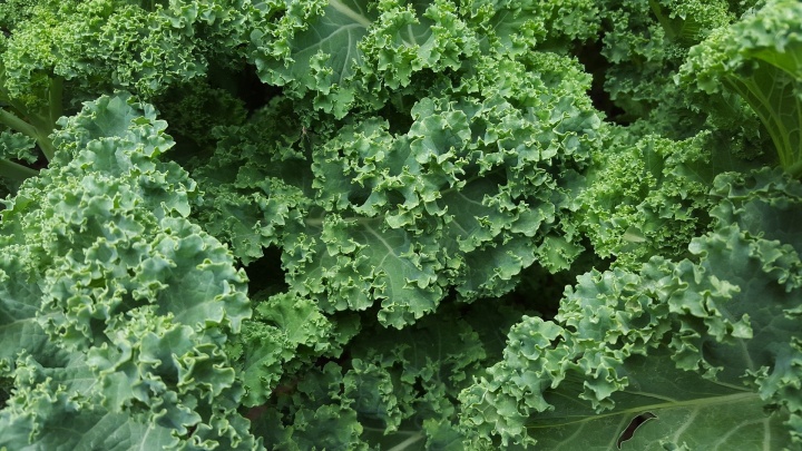 kale-852033_1920