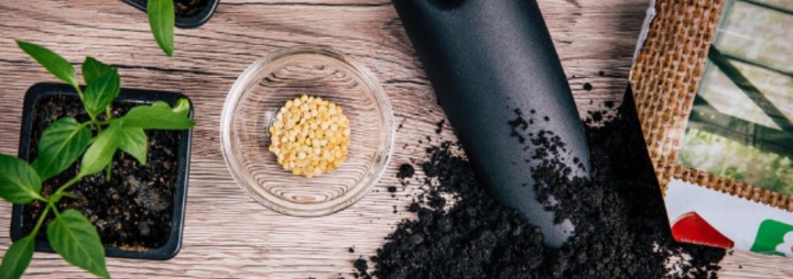 vetomagokpaprika