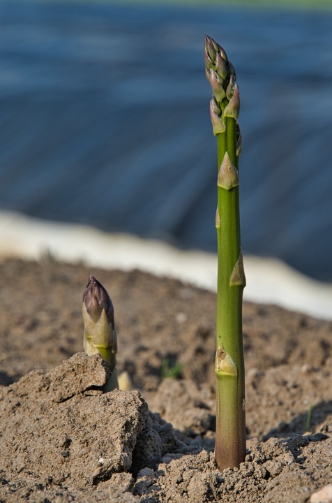 asparagus-5151353_1920