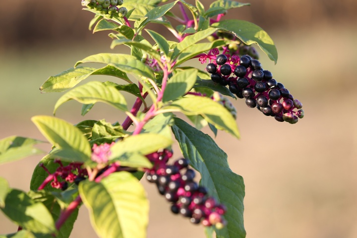 pokeweed-4496794_1920